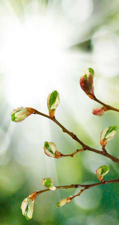 image of buds on a tree branch