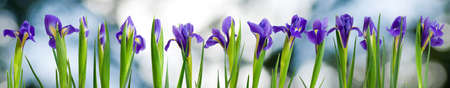 image of flowers in the garden closeup