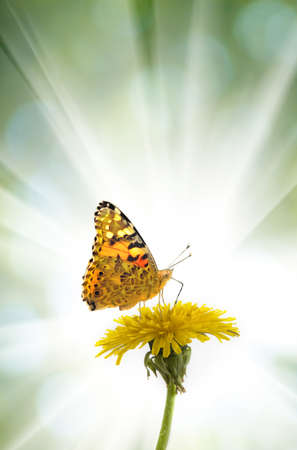 image of a flower and a butterfly in the summer garden closeupの写真素材