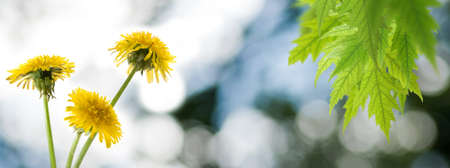 image of dandelion flowers in the garden closeup