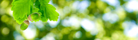 image of acorns on a tree in the garden