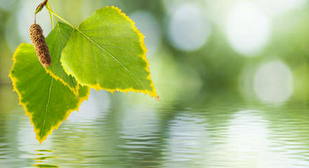 image of leaves above water closeupの写真素材