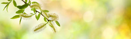 image of young sprouts on a tree branch