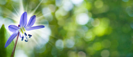 isolated image of one snowdrop