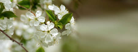 image of a blossoming tree in the garden