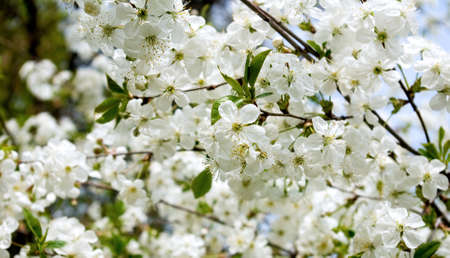image of a blossoming tree in the garden