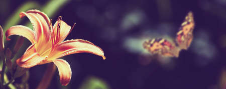 flower and butterfly in the garden closeup. Toned imageの写真素材