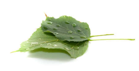 leaves fallen from a tree covered with drops of water close-up on a white backgroundの写真素材