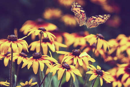 flowers and butterfly in the garden closeup. Toned imageの写真素材