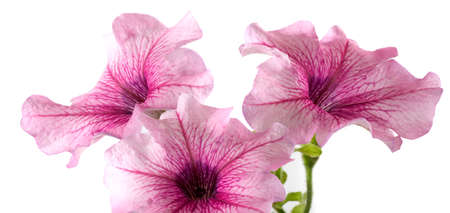 beautiful flowers  in the garden on white background Ñloseupの写真素材