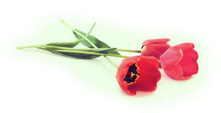 beautiful flowers on white background Ñloseup. Toned imageの写真素材