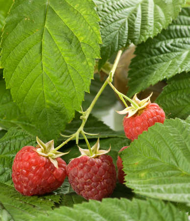 bunch of ripe raspberries lies on the leaves close-up