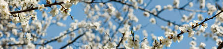 image of a flowering tree in spring park