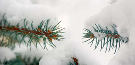 spruce branch on snow background in the winter parkの写真素材