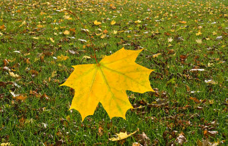 image of an autumn leaf falling in the park on the grass