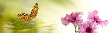 butterflies and flowers above water closeupの写真素材