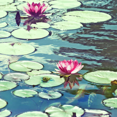 image of a lotus flowers close-upの写真素材