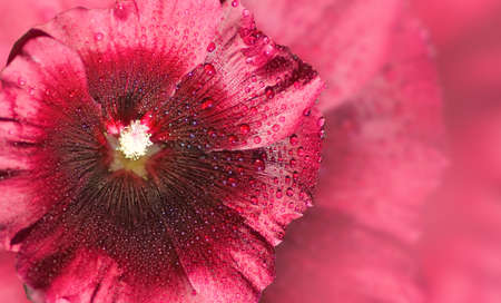 image of beautiful flowers on a red background