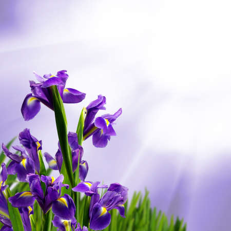 beautiful flowers in the garden on purple  background Ñloseupの写真素材