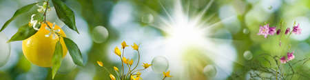Branch with flowers and fruits of orange and green stylized balls on a beautiful abstract blurred...
