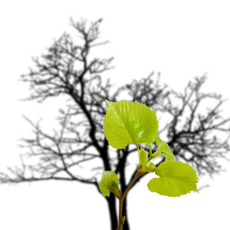 Image of a small sprout on the background of a dried tree. Generational Change Conceptの写真素材