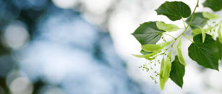 Image of a branch with leaves on a green blurry backgroundの写真素材