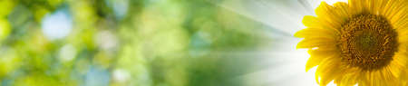 close-up image of a sunflower on a green blurry background