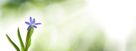 beautiful blue flower in the garden on green background Ñloseupの写真素材