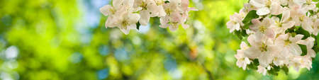 beautiful white flowers in the garden on green background Ñloseup