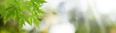 Image of a tree branch on a blurred green background