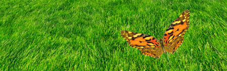 Image of a butterfly flying over a green grass surface. Copy spaceの写真素材