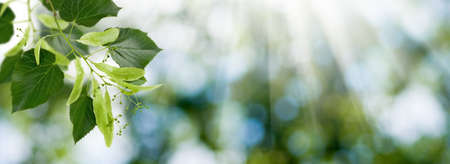 Image of a tree branch on a blurred green background. Copy spaceの写真素材