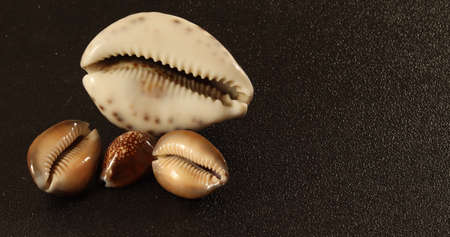 image of seashells on a black background close-upの写真素材