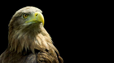 Image of an eagle head against the background of the starry sky