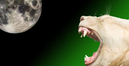 Close-up yawning lioness and full moon in the background