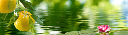 A citrus tree branch with large fruits and flowers above the water surface. Lotus flower on a smooth...