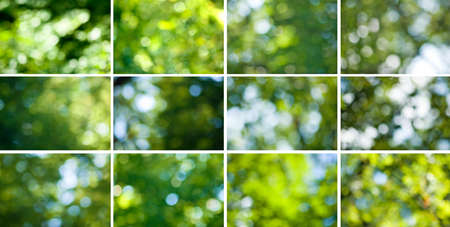 Thematic selection of images of green vegetal blurred backgroundの写真素材