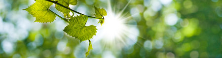 grapes on a green background close-upimage of a bunch of grapes against the sun