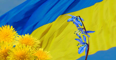 Image of yellow and blue flowers on the background of the Ukrainian flagの写真素材