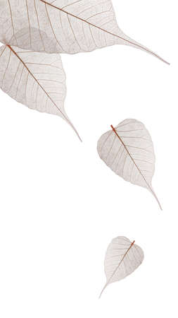 Image of skeletonized leaves on a white backgroundの写真素材