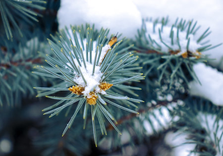 Image of fir branches covered with snow. Snow-covered fir branches in winter close-up.Snow lies on the spruceの写真素材