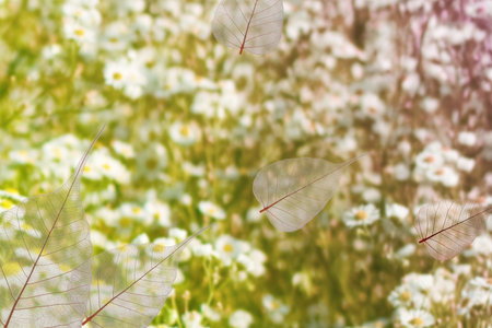 Image of skeleton leaves on flower background