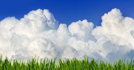 Image of green grass against white cloud and blue skyの写真素材