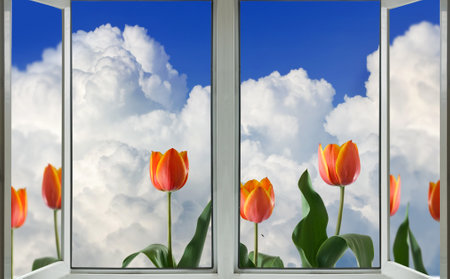 Image of beautiful red tulips behind an open window against a sky with cloudsの写真素材