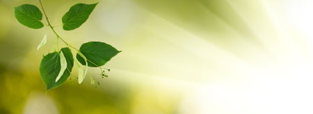 Linden branch with leaves on a blurred green backgroundの写真素材