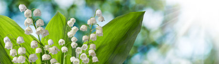 Image of beautiful white lily of the valley flowers on a green abstract background