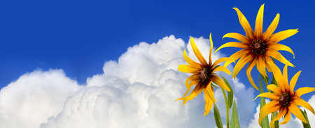 Image of beautiful flowers against the background of picturesque clouds and blue skyの写真素材
