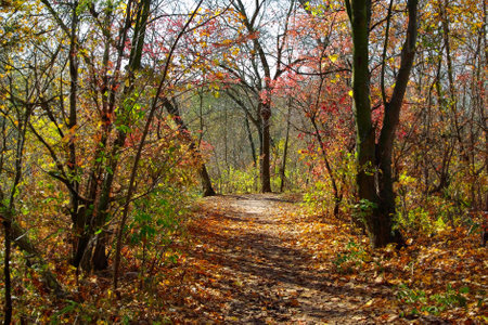 Image of a path in the autumn forest. Golden autumn in the forest