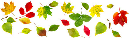 Autumn leaves of different trees lie on white background. Bright beautiful leaves lie on white in...