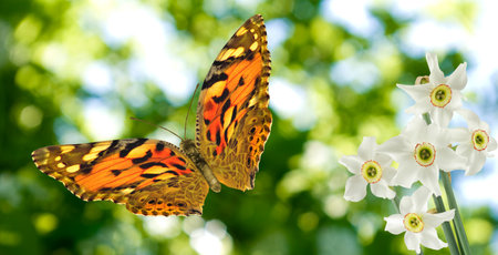 Image of a beautiful butterfly and flowers on a colorful blurred background